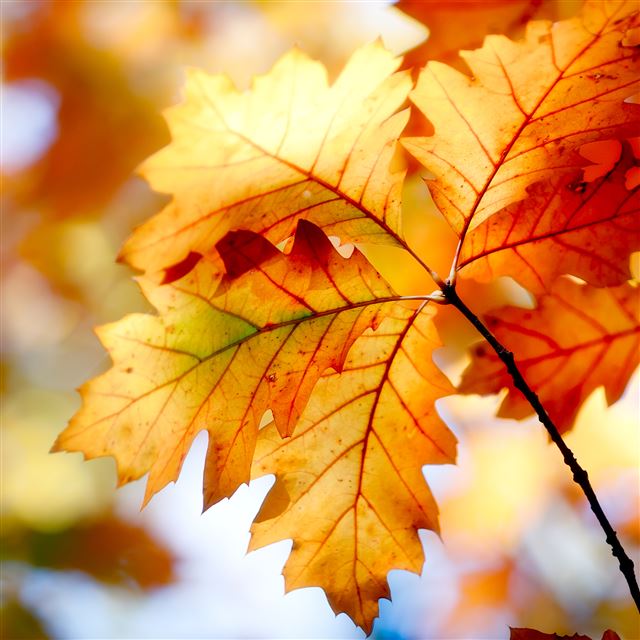 2048x2048 Autumn Leaf - yellow iPad Air Wallpaper