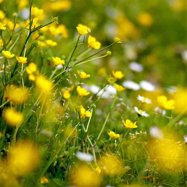 2048x2048 Buttercups Meadow - pure iPad Air Wallpaper
