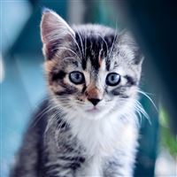 Cute Kitten wallpaper