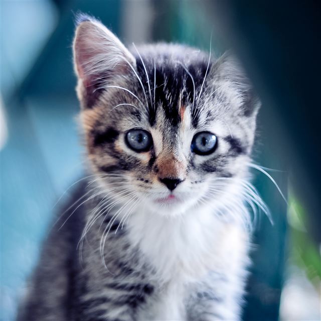 2048x2048 Cute Kitten -  iPad Air Wallpaper