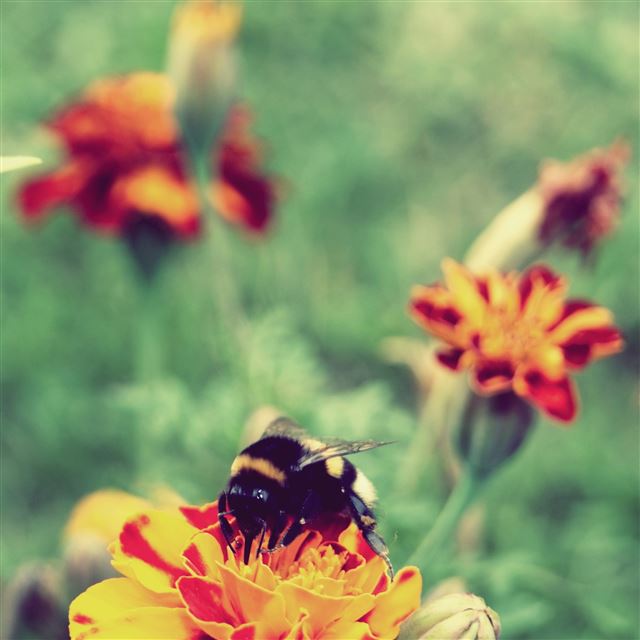 2048x2048 Vola - bee iPad Air Wallpaper
