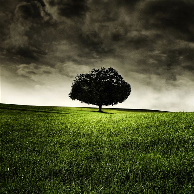 2048x2048 Single Tree on Hill - cloud iPad Air Wallpaper