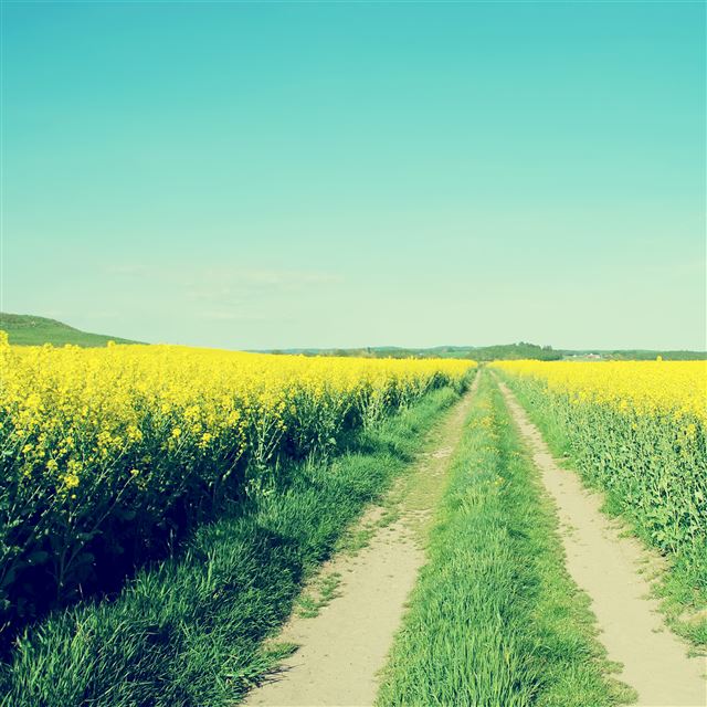 2048x2048 Flower Field - road iPad Air Wallpaper