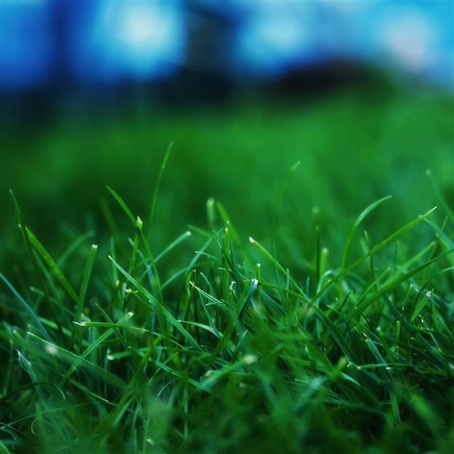2048x2048 Grass Closeups - morning iPad Air Wallpaper