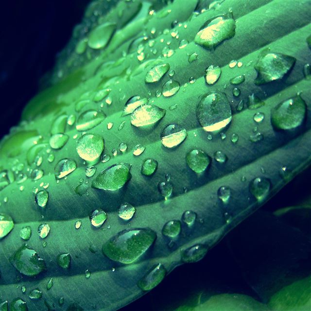 2048x2048 Morning Dew - pure iPad Air Wallpaper