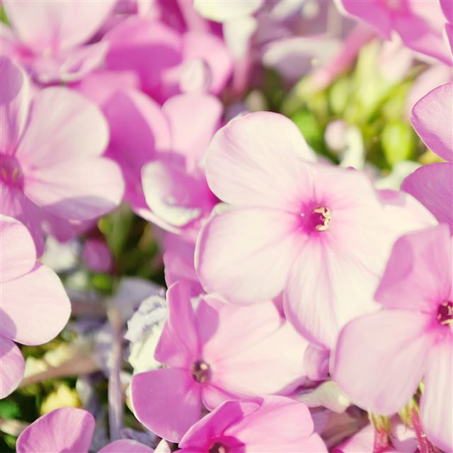 2048x2048 Pink Flowers - sunshine iPad Air Wallpaper