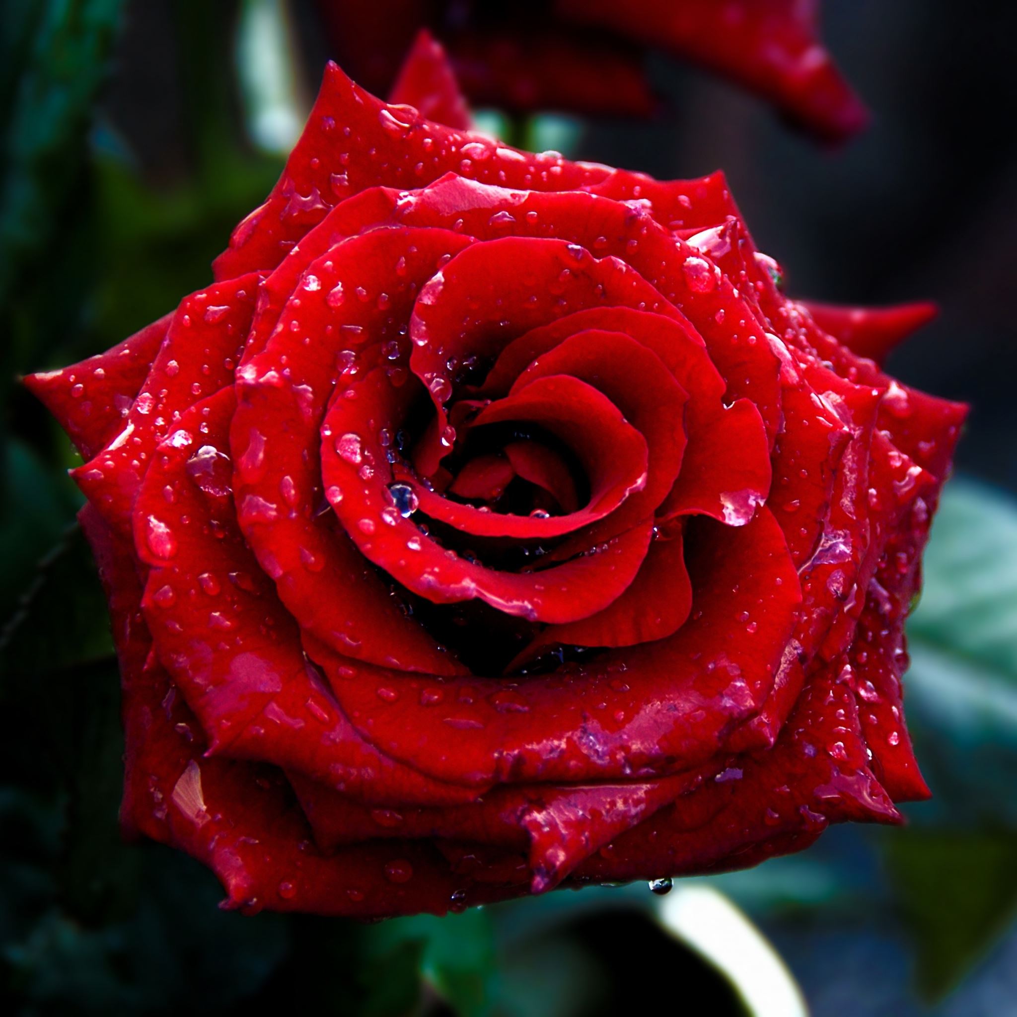 Красивое фото красной розы. Красивые цветы. Красивые розы. Красные розы. Самые красивые розы.