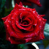 Red Rose Macro Shoot wallpaper