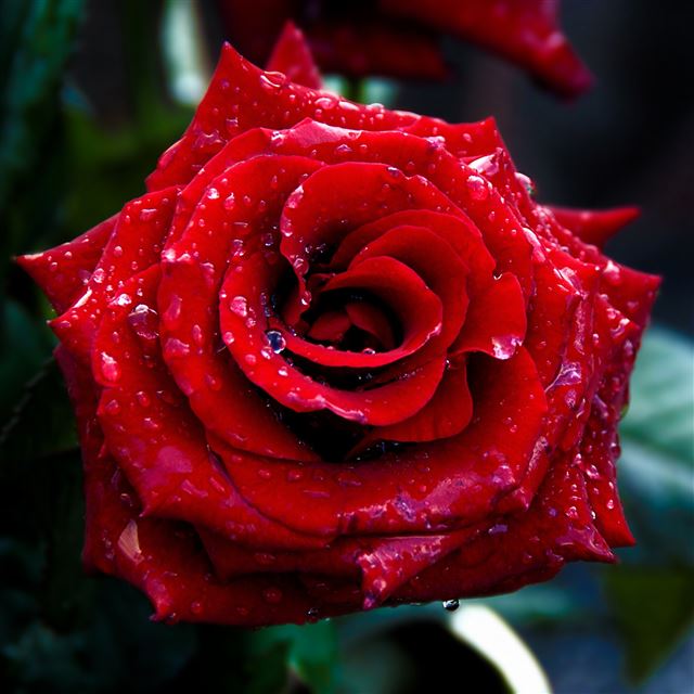 2048x2048 Red Rose Macro Shoot -  iPad Air Wallpaper