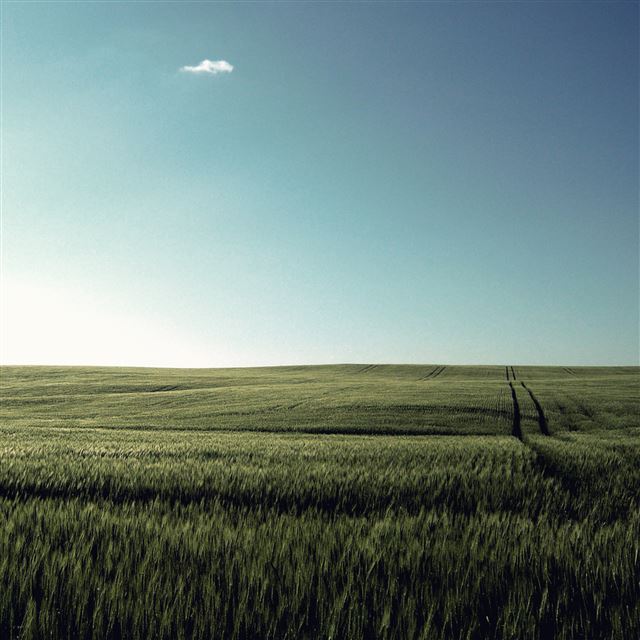 2048x2048 Field View - field iPad Air Wallpaper