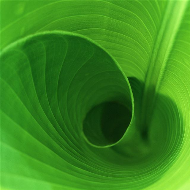 2048x2048 Leaf swirl - leaf iPad Air Wallpaper