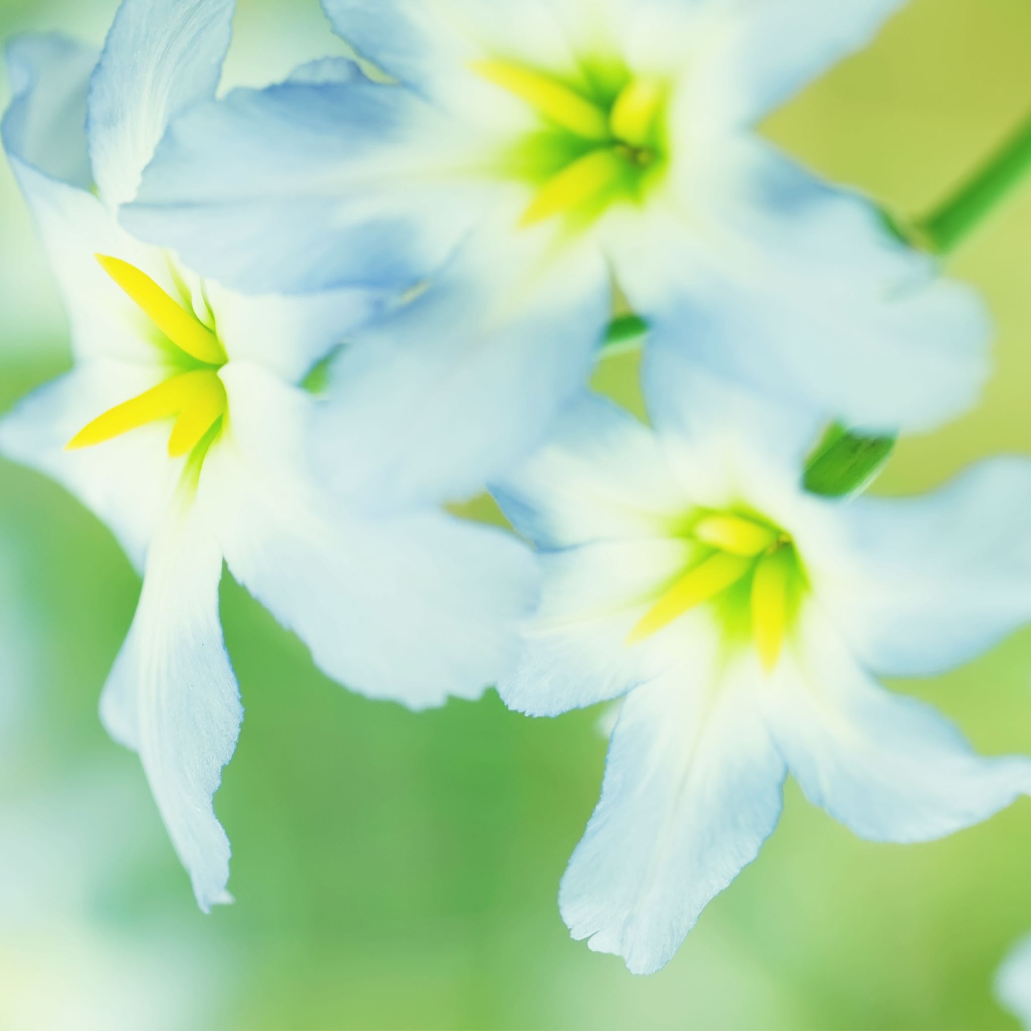 Light Blue Flowers iPad Air Wallpapers Free Download