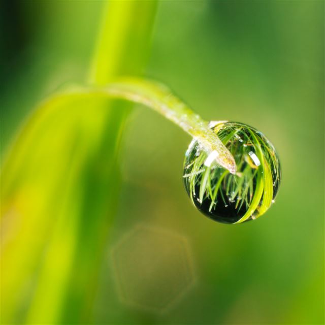 2048x2048 Grass Drop - drops iPad Air Wallpaper