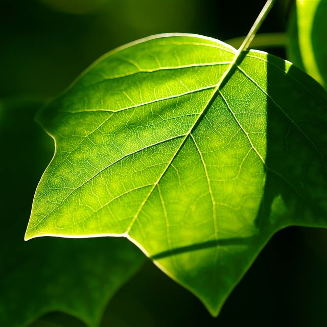 2048x2048 Sunshine Through Leaf - through iPad Air Wallpaper