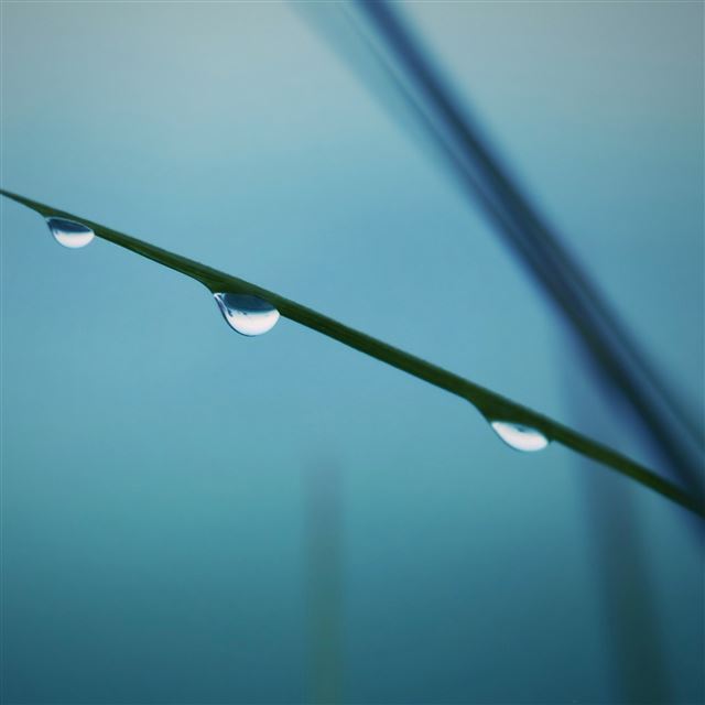 2048x2048 Wet Morning - morning iPad Air Wallpaper
