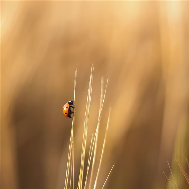 2048x2048 Lady Bug -  iPad Air Wallpaper