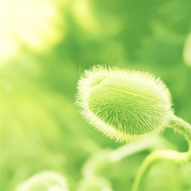 2048x2048 Pureness Spring - pure iPad Air Wallpaper