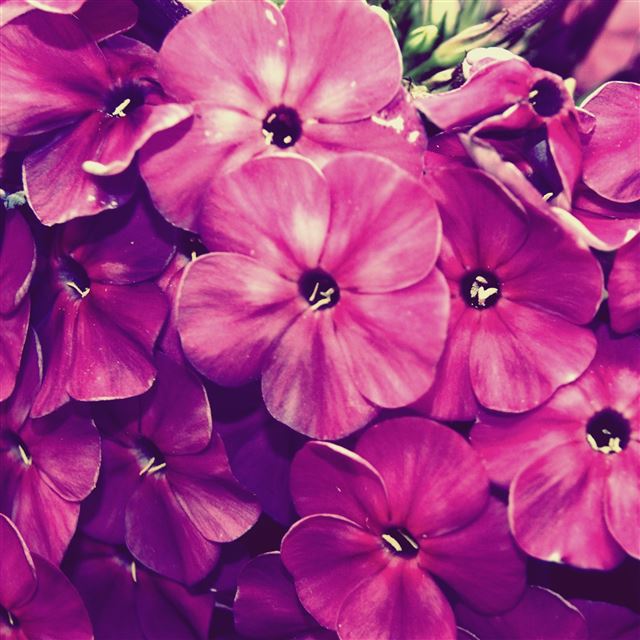 2048x2048 Fiore - purple iPad Air Wallpaper
