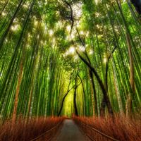 Bamboo Grove wallpaper