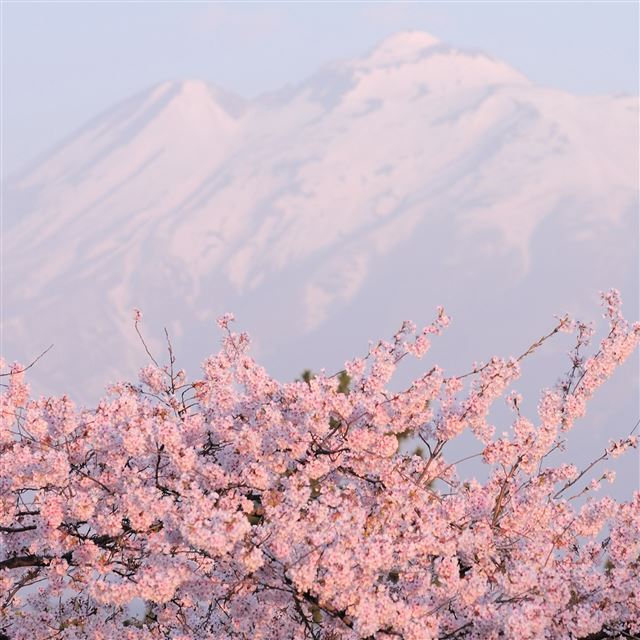 2048x2048 Cherry - beautiful iPad Air Wallpaper