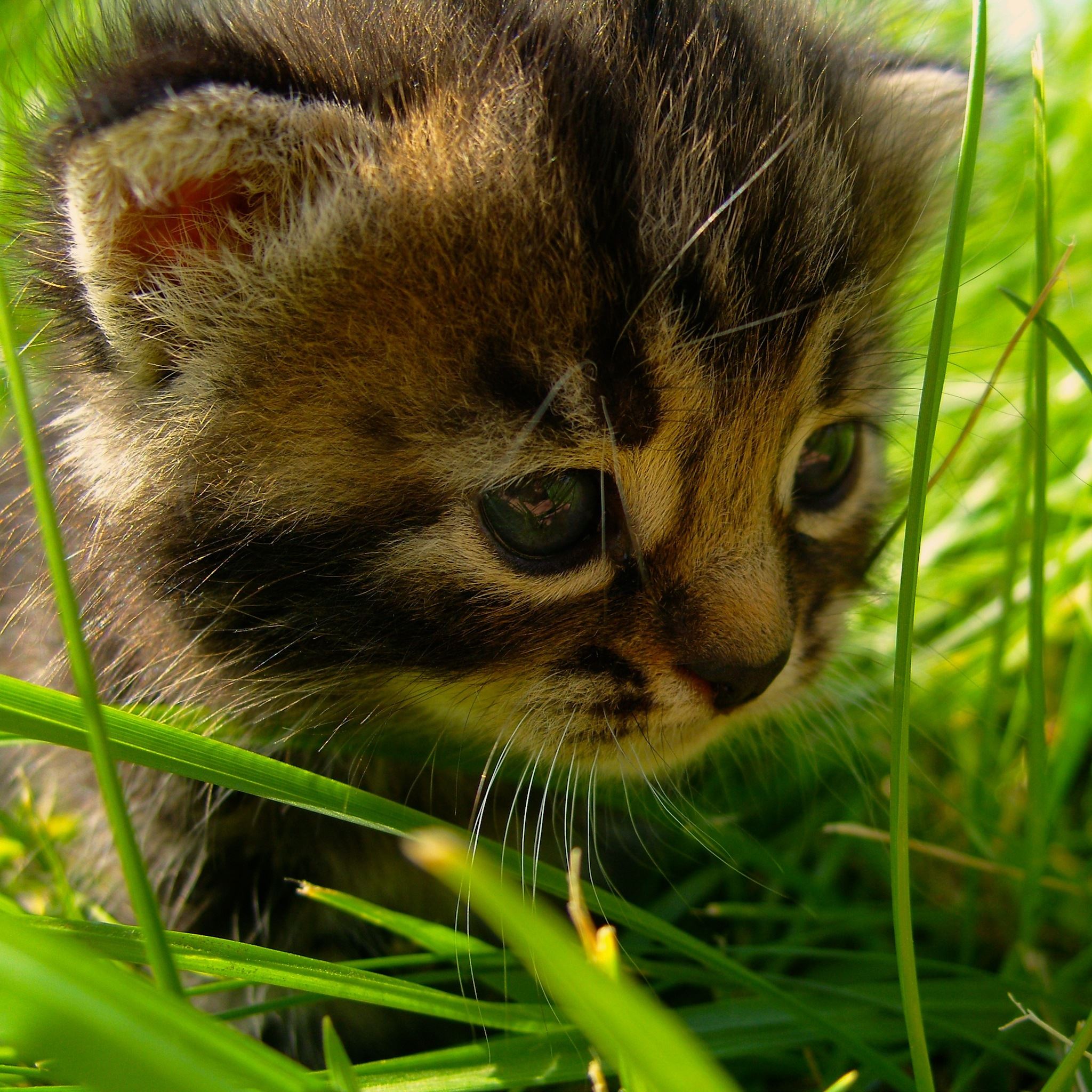 Kitten in Grass iPad Air wallpaper 