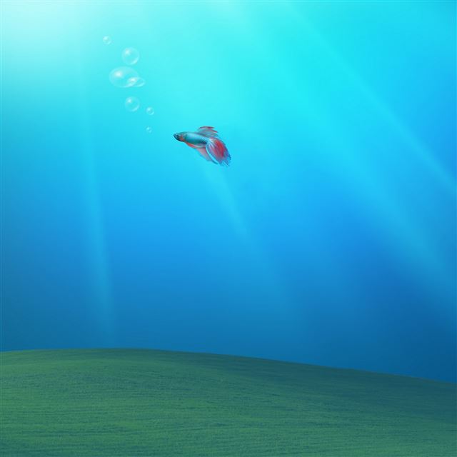 2048x2048 Bliss under Water - shine iPad Air Wallpaper