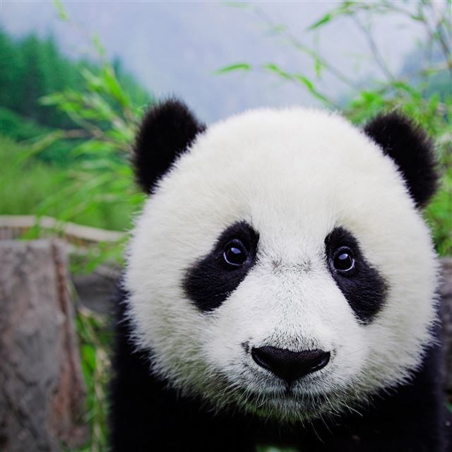 2048x2048 Panda -  iPad Air Wallpaper