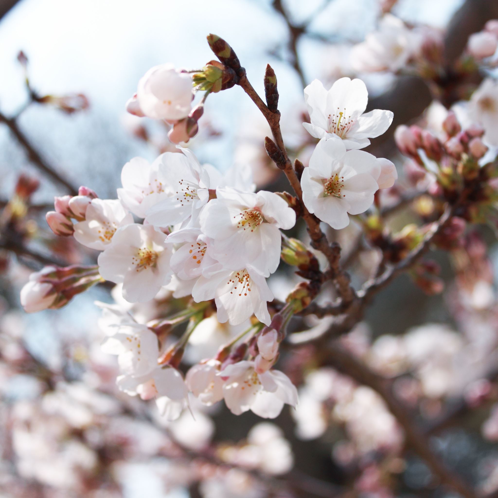 Cherry Blossoms iPad Air wallpaper 