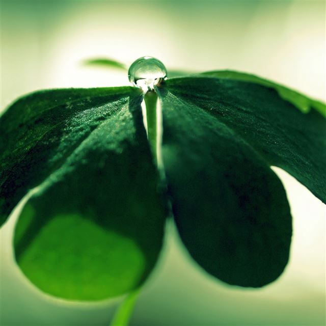 2048x2048 Clover Drops - clover iPad Air Wallpaper