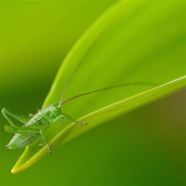 2048x2048 Cricket - closeups iPad Air Wallpaper