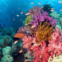 Tropical Fish and Coral wallpaper