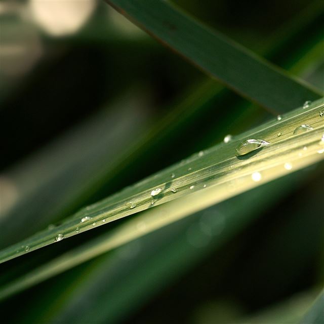 2048x2048 Grass Drops - drops iPad Air Wallpaper