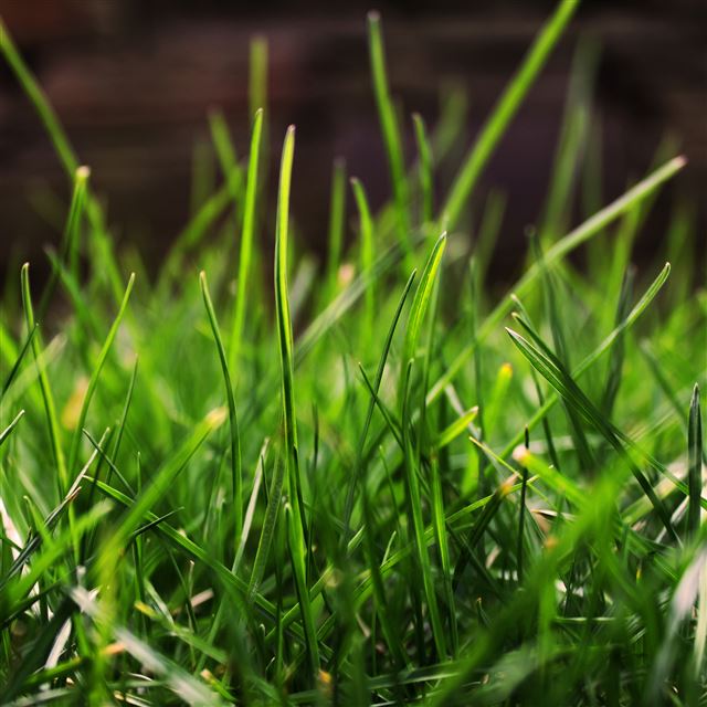 2048x2048 Vivid Grass -  iPad Air Wallpaper