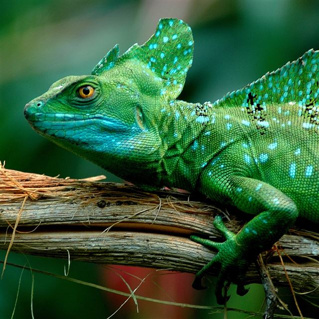 2048x2048 Basilisk Lizard -  iPad Air Wallpaper
