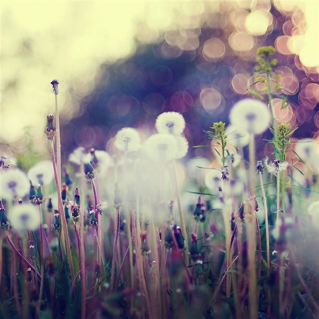 2048x2048 Dandelion Macro -  iPad Air Wallpaper