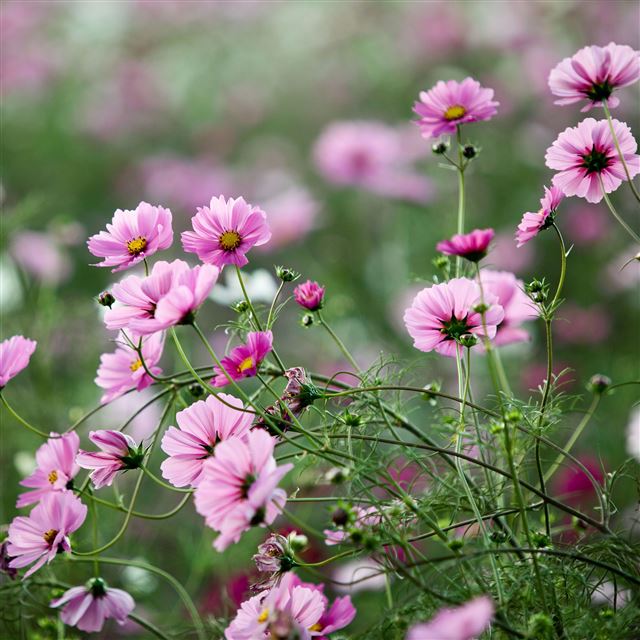 2048x2048 Pink Flowers - pink iPad Air Wallpaper
