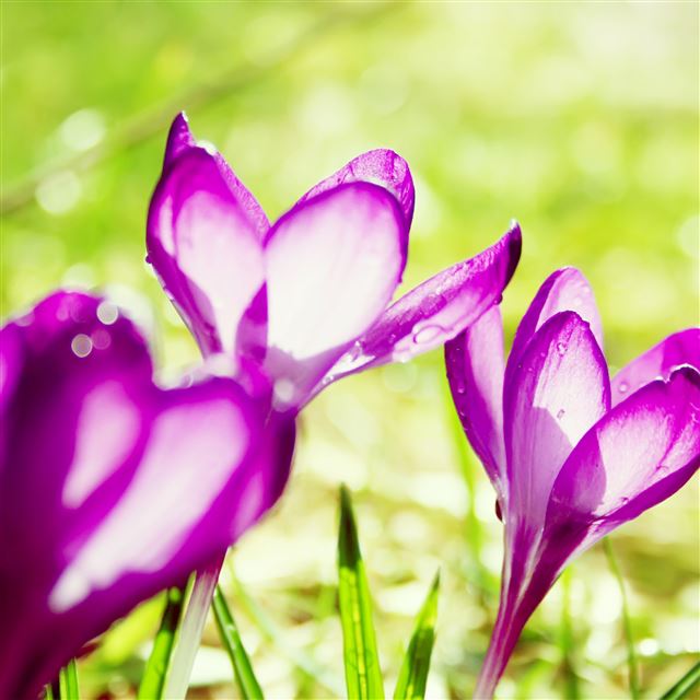 2048x2048 Purple Flowers - pink iPad Air Wallpaper