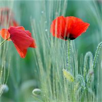 Poppies wallpaper