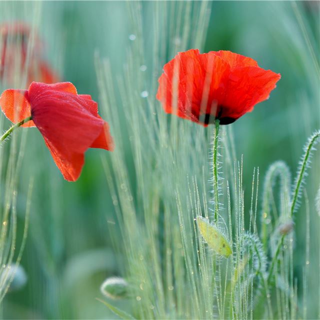 2048x2048 Poppies - flowers iPad Air Wallpaper