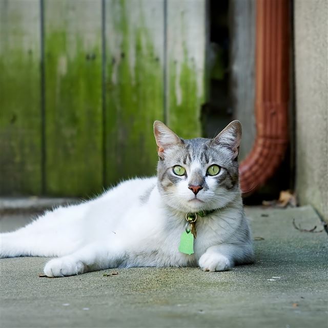 2048x2048 Lady Cat - cats iPad Air Wallpaper
