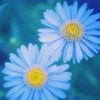 Blue Daisies wallpaper