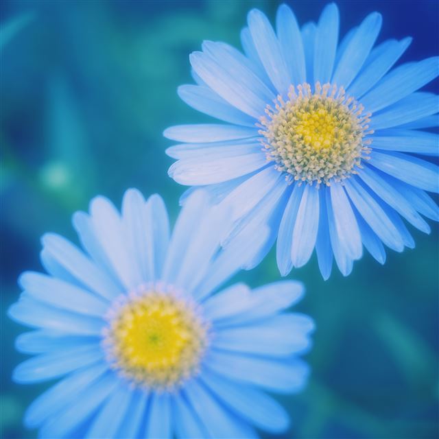 2048x2048 Blue Daisies -  iPad Air Wallpaper