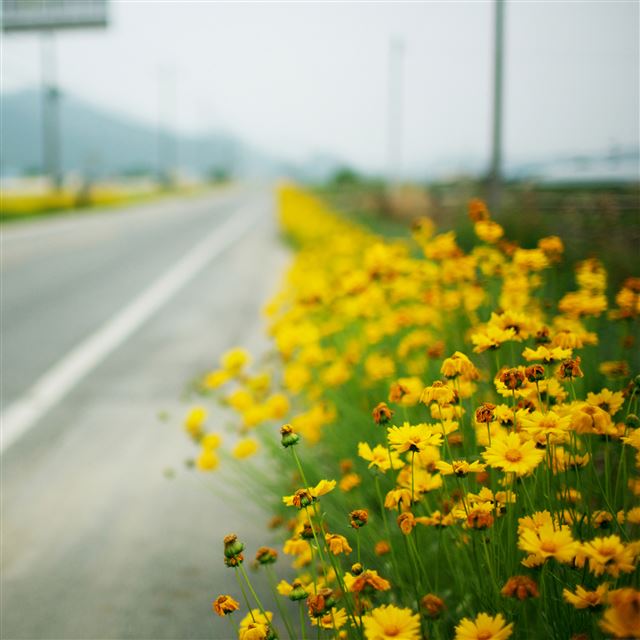 2048x2048 Road Side - road iPad Air Wallpaper