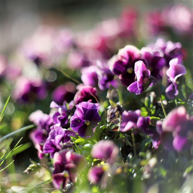 2048x2048 Pansies -  iPad Air Wallpaper