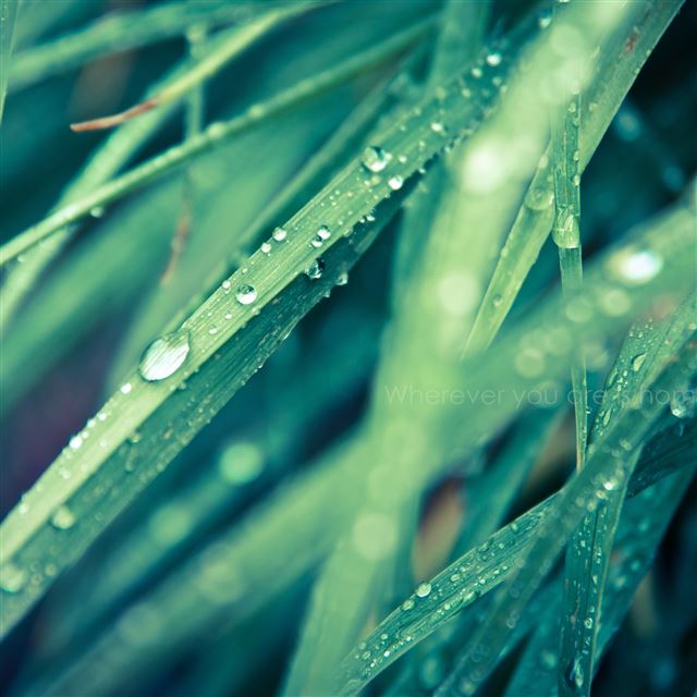 2048x2048 Clean Dew on Leaves -  iPad Air Wallpaper