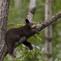 Little Bear Sleeping wallpaper