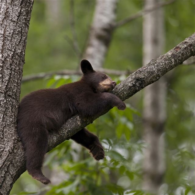 2048x2048 Little Bear Sleeping - sleeping iPad Air Wallpaper