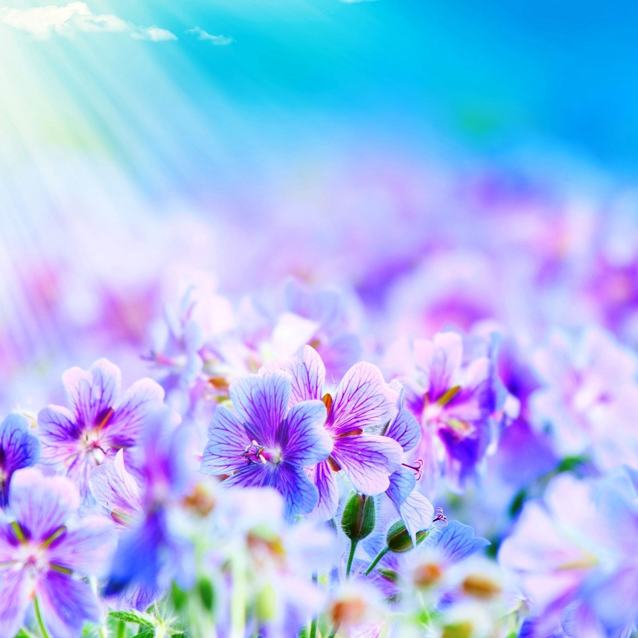 Purple Flowers iPad Air Wallpapers Free Download