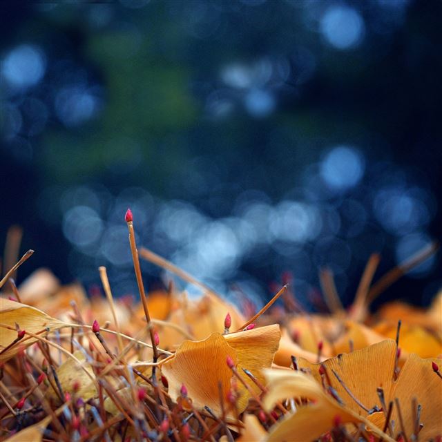 2048x2048 Defoliation -  iPad Wallpaper