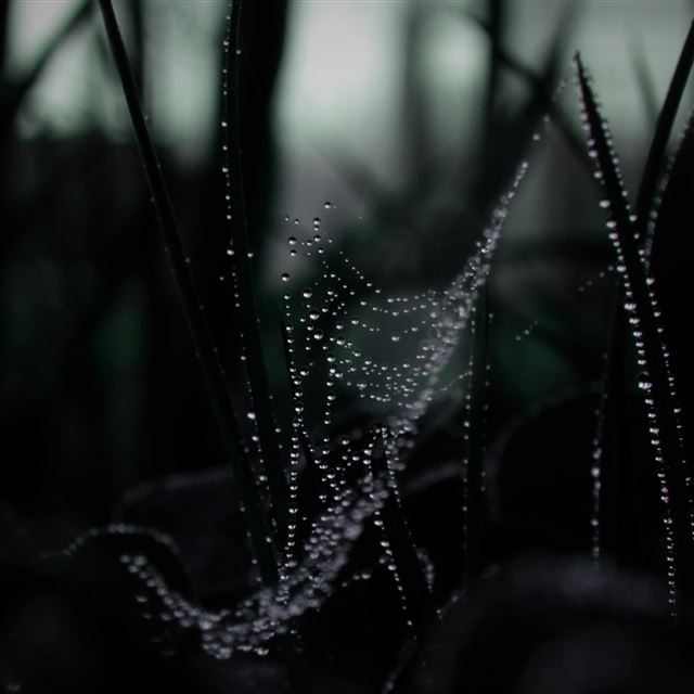 2048x2048 Dew On Spider Web Macro - dew iPad Air Wallpaper